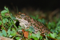 04950 Bufo virdis (Rospo smeraldino)